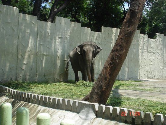 Manila Zoo